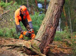 Best Tree Disease Treatment  in Binghamton, NY