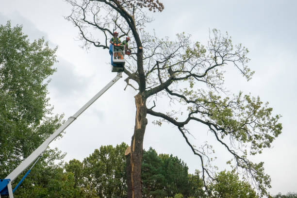 Best Leaf Removal  in Binghamton, NY